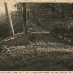 erkennbarer Straßenverlauf im Wald, grasbewachsen, schwarz-weiß-Aufnahme