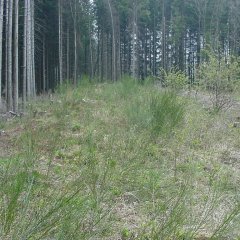 zart erkennbarer Straßenverlauf im Wald, mit Grün bewachsen und vor einem Fichtenwald