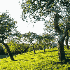 Streuobstwiese mit mehreren alten Obstbäumen mit gelbblühender Wiese