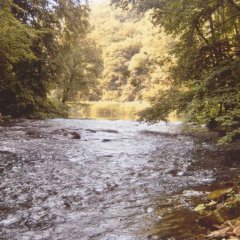 Flusslauf der Kyll in waldreicher Umgebung