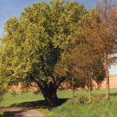 Baum als Naturdenkmal