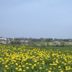 Fernblick auf Idenheim im Frühsommer