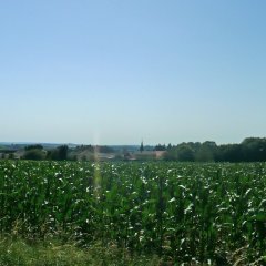 Blick auf die Ortsgemeinde Kyllburgweiler über ein Maisfeld hinweg