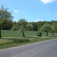 einseitige Obstbaumalle an der Kreisstraße nach Hüttingen