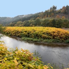 Blick vom Kylltalradweg auf die Kyll mit angrenzendem Waldbereich