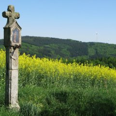 alleinstehendes Wegekreuz mit blühendem Rapsfeld im Hintergrund