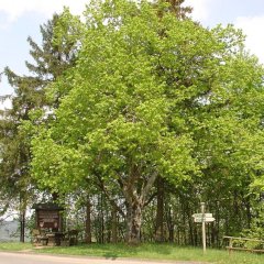 Grüner Lindenbaum mit Ruhebänken