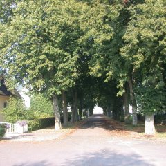 Blick in einen kurzen Straßenzug mit einer älteren Lindenalle