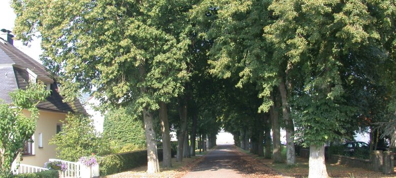 Blick in einen kurzen Straßenzug mit einer älteren Lindenalle