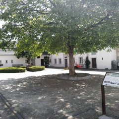 Alte Wohnanlage mit stattlichem Baum in der Hofmitte